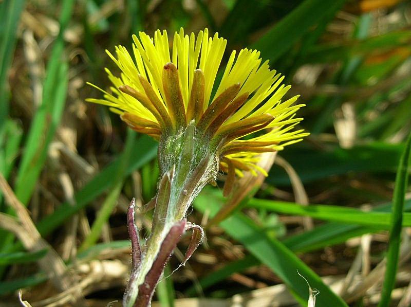 Tussilago farfara / Tossilaggine comune